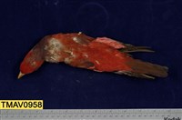 藏品(紫頸吸蜜鸚鵡)的圖片